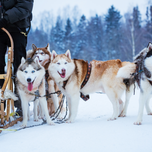 dogs sled in winter day