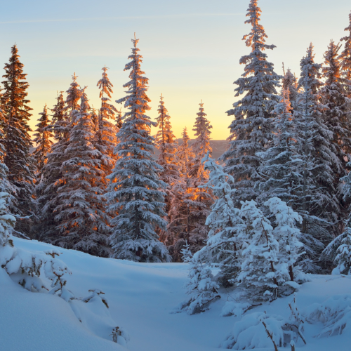 Winter forest